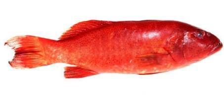 Snapper Fish