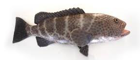Tiger Grouper Fish