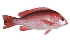 Red Grouper Fish