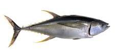 Yellowfin Tuna