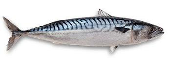 Mackerel Fish