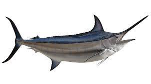 Black Marlin Fish