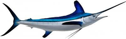White Marlin Fish