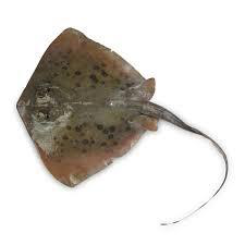 Stingray Fish